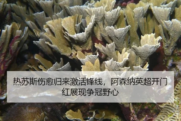 re-su-si-shang-yu-gui-lai-ji-huo-feng-xian-a-sen-na-ying-chao-kai-men-hong-zhan-xian-zheng-guan-ye-xin-2-421.jpg